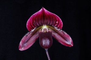 Paphiopedilum Ruby Voodoo Fuerte AM/AOS 82 pts.